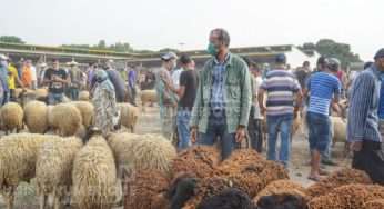 Faute de la pénurie de fourrages, des agriculteurs se trouvent contraints de vendre leurs troupeaux [Déclaration]