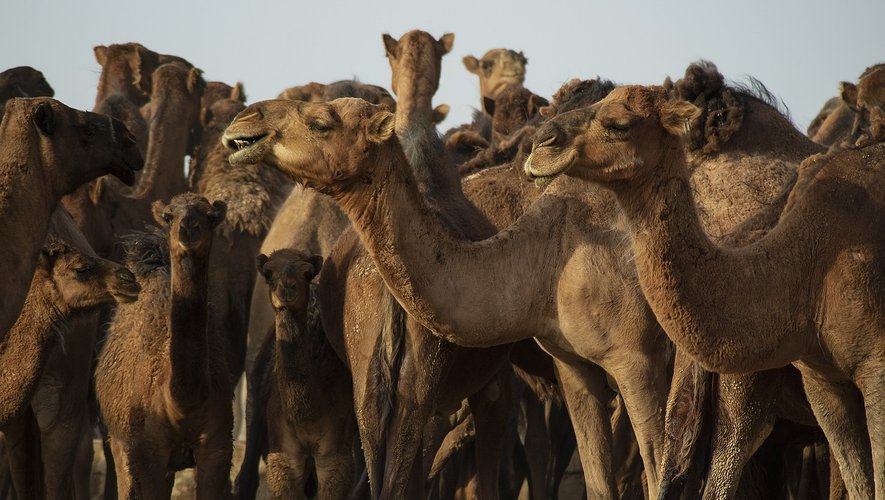 La grippe du chameau tue en Europe : Un coronavirus sans traitement ni vaccin