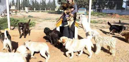 Tunisie – Qui a empoisonné les chiens qui se réfugiaient dans l’entrepôt de la municipalité ?