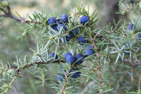 Un fruit aux mille vertus : le genévrier (عرعر)