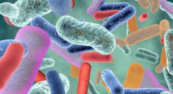 Santé – Digestion : Prenez soin de votre microbiote intestinal, il vous le rendra bien ! 