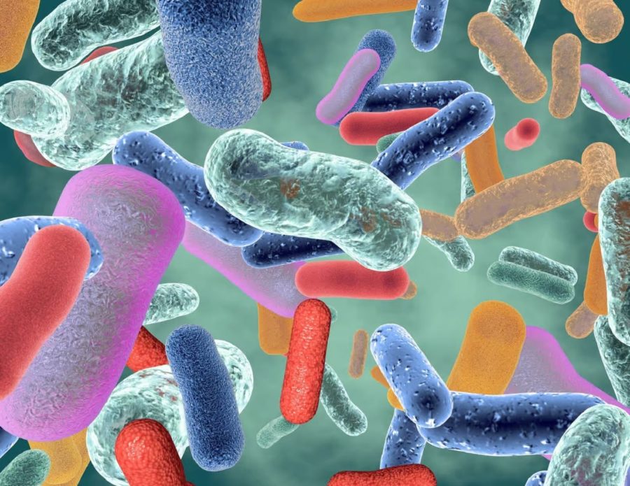 Santé – Digestion : Prenez soin de votre microbiote intestinal, il vous le rendra bien ! 