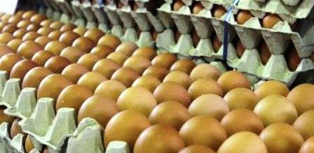 Tunisie – Augmentation de la production des œufs durant le mois de janvier