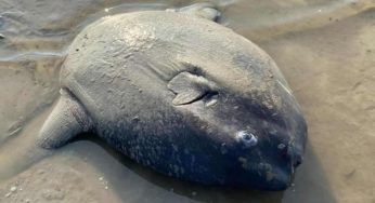 Deux poissons-lunes s’échouent sur la plage de Gabès, les explications d’un expert [Déclaration]