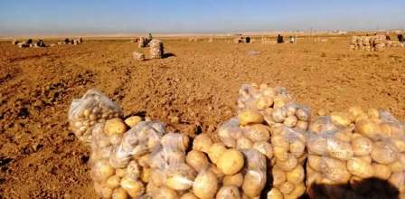 Tunisie – Sidi Bou Ali : Réduction de 90% des surfaces cultivées en pommes de terre