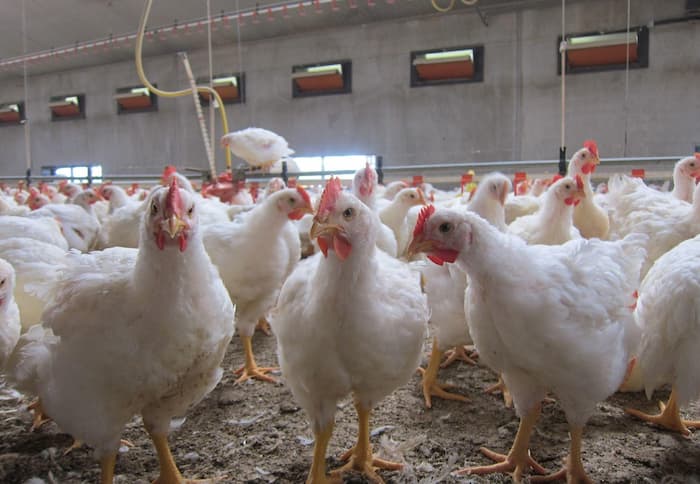 Hausse du prix de poulet de chair vif malgré la baisse du coût à la production
