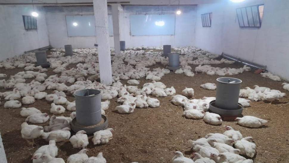 Korba: Découverte d’un abattoir de poulets impropres à la consommation