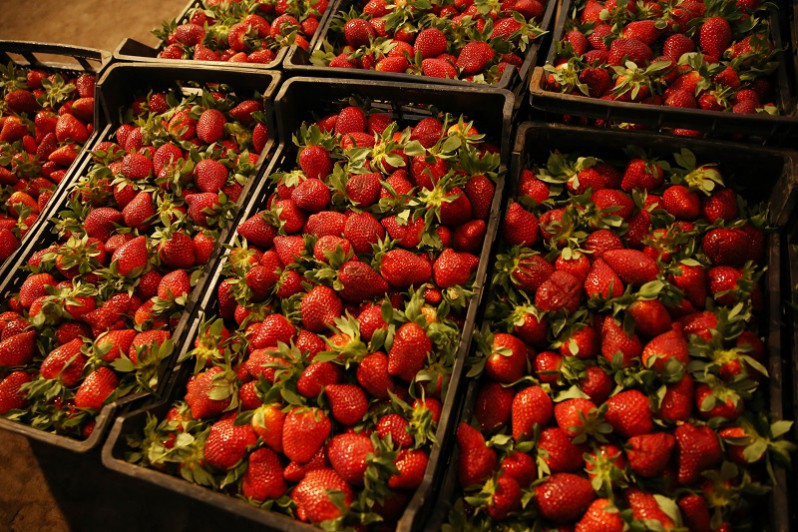 Maroc : Après les tomates en France les fraises gagnent la bataille en Espagne contre les producteurs et les médias