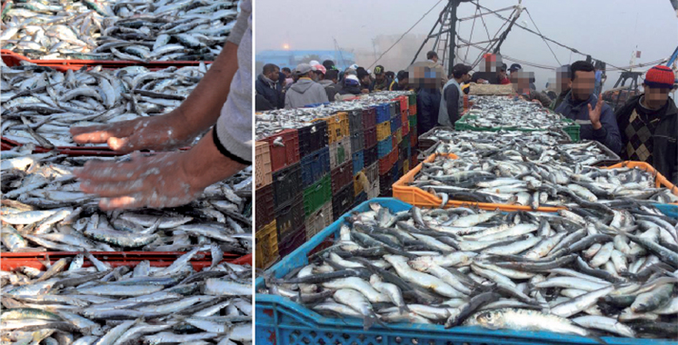 L’Algérie importe massivement la sardine tunisienne pour frapper les spéculateurs