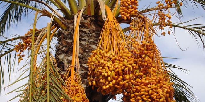 La Tunisie exporte les dattes à 6,32 dinars le kg