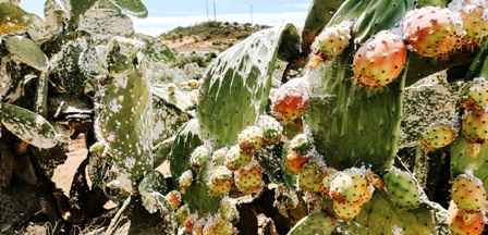 Tunisie – Les plantations de figue de barbarie sont sous contrôle concernant l’invasion de cochenille