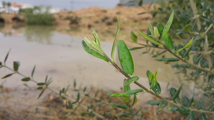 Météo: Retour des pluies