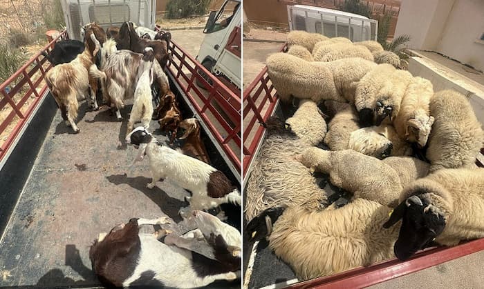Tataouine:  Un troupeau de 50 moutons et chèvres passés en contrebande