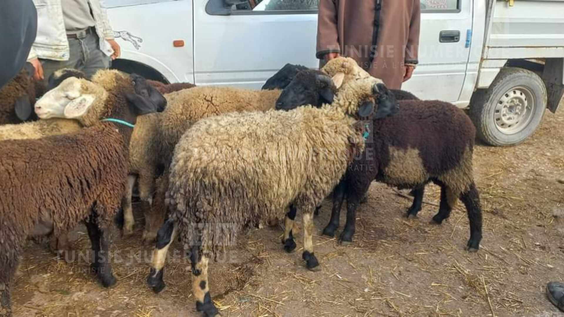 Les prix des moutons de l’Aïd Al Adha au marché de Béja