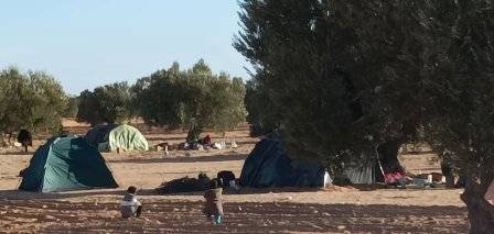 Tunisie – Al Amra : Les oliveraies sont squattées par 20 000 subsahariens