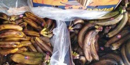 Tunisie – Ben Arous : Saisie de 2800 Kg de bananes impropres à la consommation