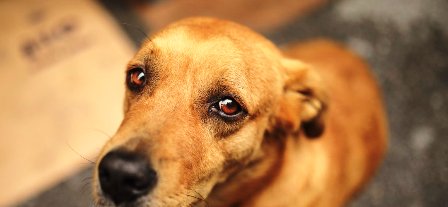 Tunisia – The epidemiological situation with rabies is frightening and the Ministry of Health recommends intensifying the culling of stray dogs