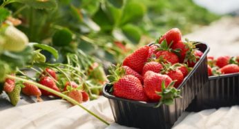 Nabeul: Des défis en cascade pour les producteurs de fraises [Vidéo]