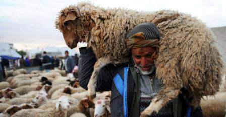Tunisie – Appels au Mufti pour trancher sur la question de l’achat du mouton de l’Aïd
