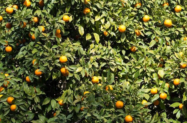 Beni Khalled: Malgré l’abondance de production, seules 7000 tonnes d’oranges ont été exportées [Vidéo]