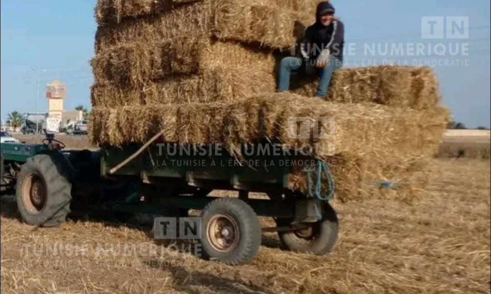 Cap Bon: Démarrage ce jeudi de la saison de la moisson