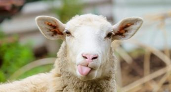 Moutons de sacrifice: Ce qui est permis, ce qui ne l’est pas pendant l’Aïd