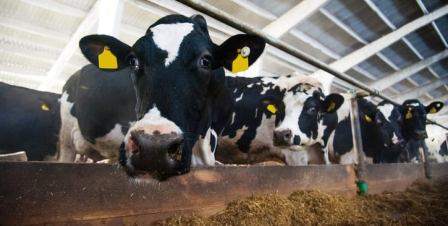 La grippe aviaire sévit dans les élevages de vaches laitière et suscite de séreuses craintes
