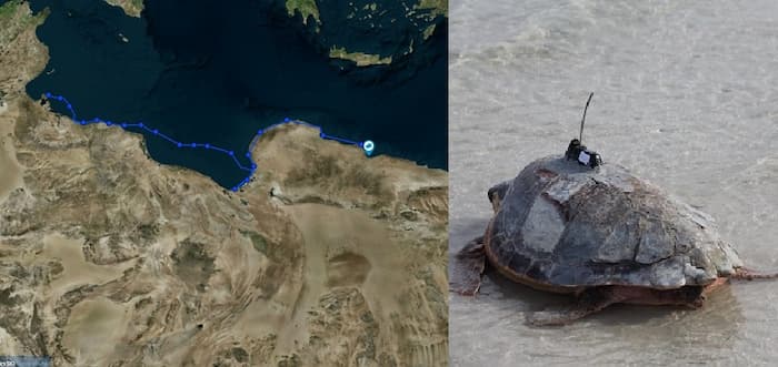 Secourue à Djerba fin 2023, une tortue marine atteint les côtes égyptiennes en passant par les côtes libyennes