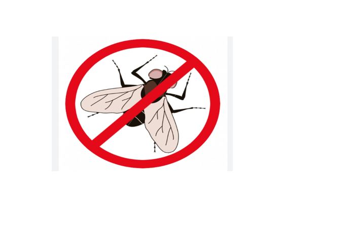 Astuces pour se débarrasser des mouches, moustiques et autres insectes de manière efficace