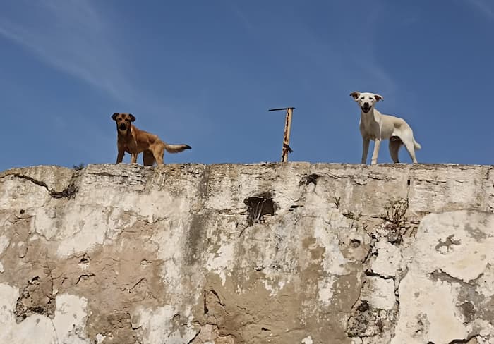 Un groupe parlementaire soumet une proposition de loi interdisant aux municipalités l’abattage des chiens errants