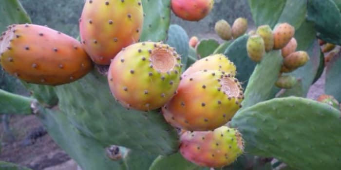 Kasserine: Découverte de 75 foyers de cochenille de cactus [Déclaration]