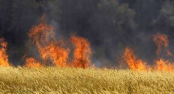Béja : 110 ha de céréales perdus depuis mai dernier, moins qu’en 2023