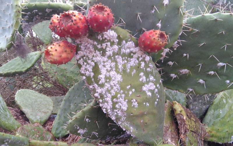 Bouargoub: La Cochenille du cactus multiplie ses foyers [Déclaration]