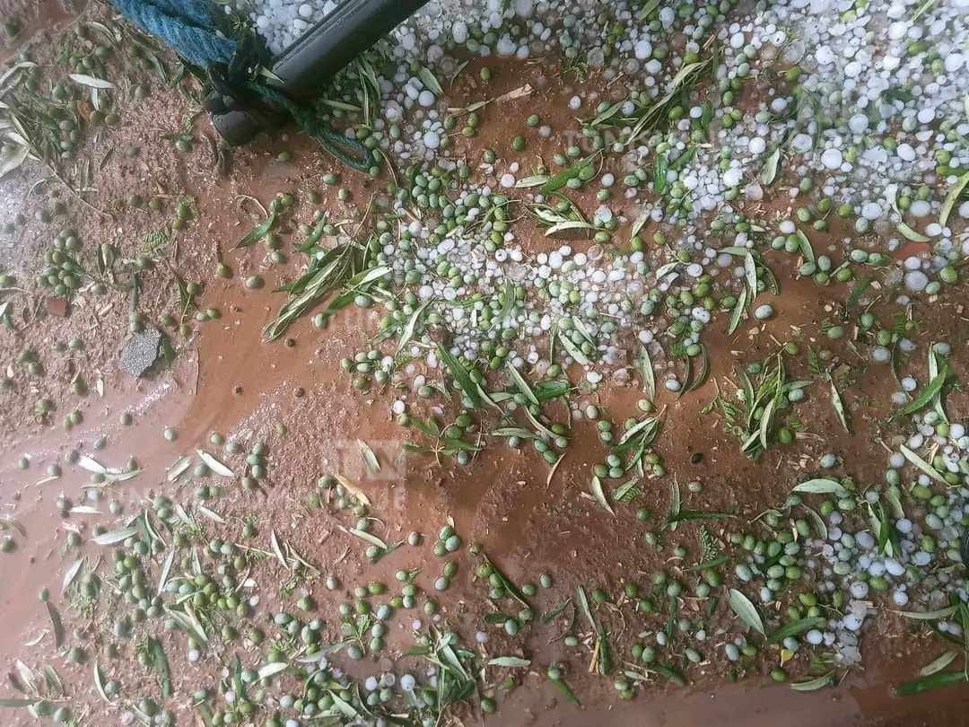 Kairouan: La grêle cause d’importants dégâts aux récoltes [Photos]