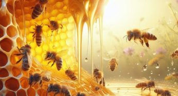 Le miel, ce remède miracle : Exploration de ses vertus thérapeutiques