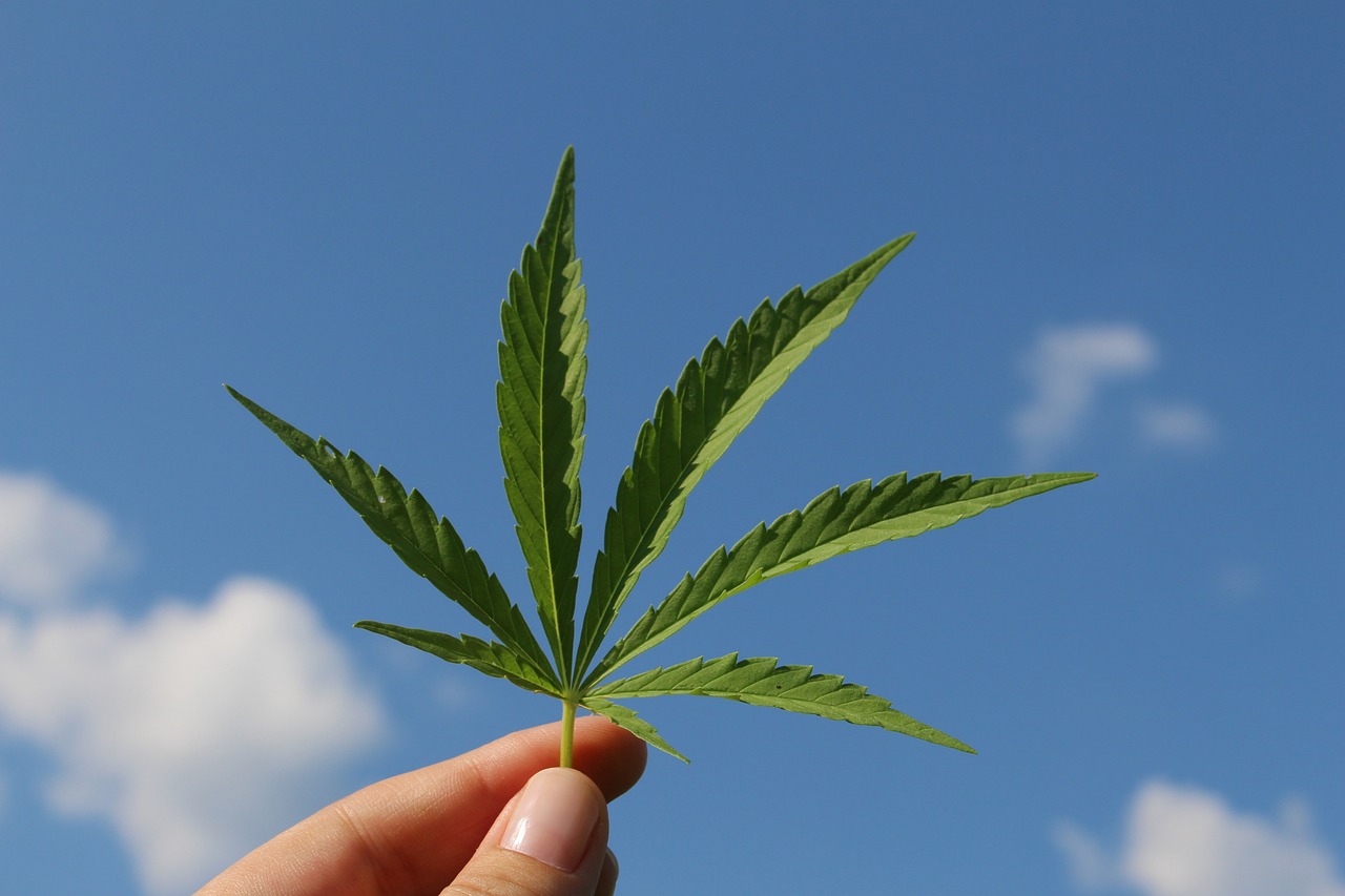 Carthage: Arrestation d’un trafiquant de drogue recherché avec 29 morceaux de cannabis saisis
