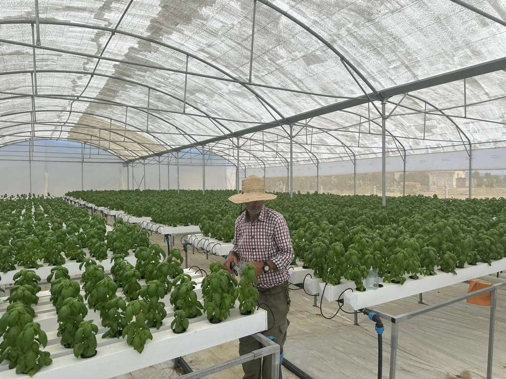 L’hydroponie, une solution prometteuse pour l’agriculture tunisienne