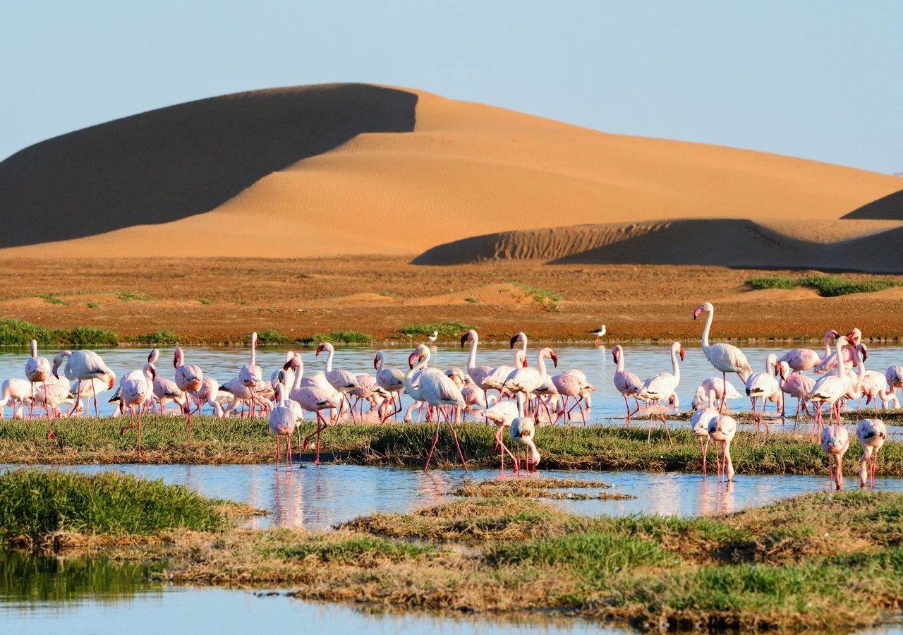 Le verdissement spectaculaire du Sahara après les fortes pluies, capté par la NASA