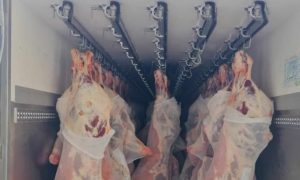 viande congelée