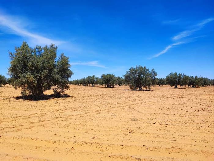 Tunisie: 278.7 MD d’investissements agricoles privés déclarés au premier trimestre