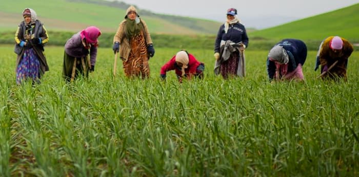 Ouvrières agricoles: Plus de 80 accidents recensés depuis 2015, selon le FTDES