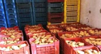 Tunisie – Lutte contre la spéculation : Saisie de plus de trois tonnes de pommes de terre à Msaken