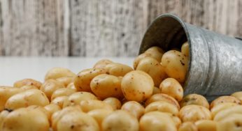 Retour des pommes de terre importées via le port de Sousse vers la Turquie