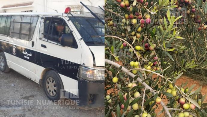 Béja: Renforcer les mesures de sécurité pour protéger la récolte des olives