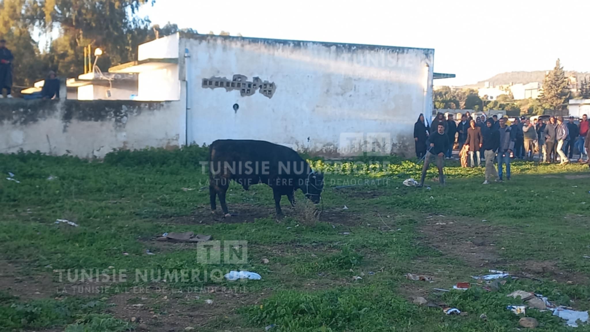 À Béja, un veau en fuite cause des blessures à un citoyen [Photos]