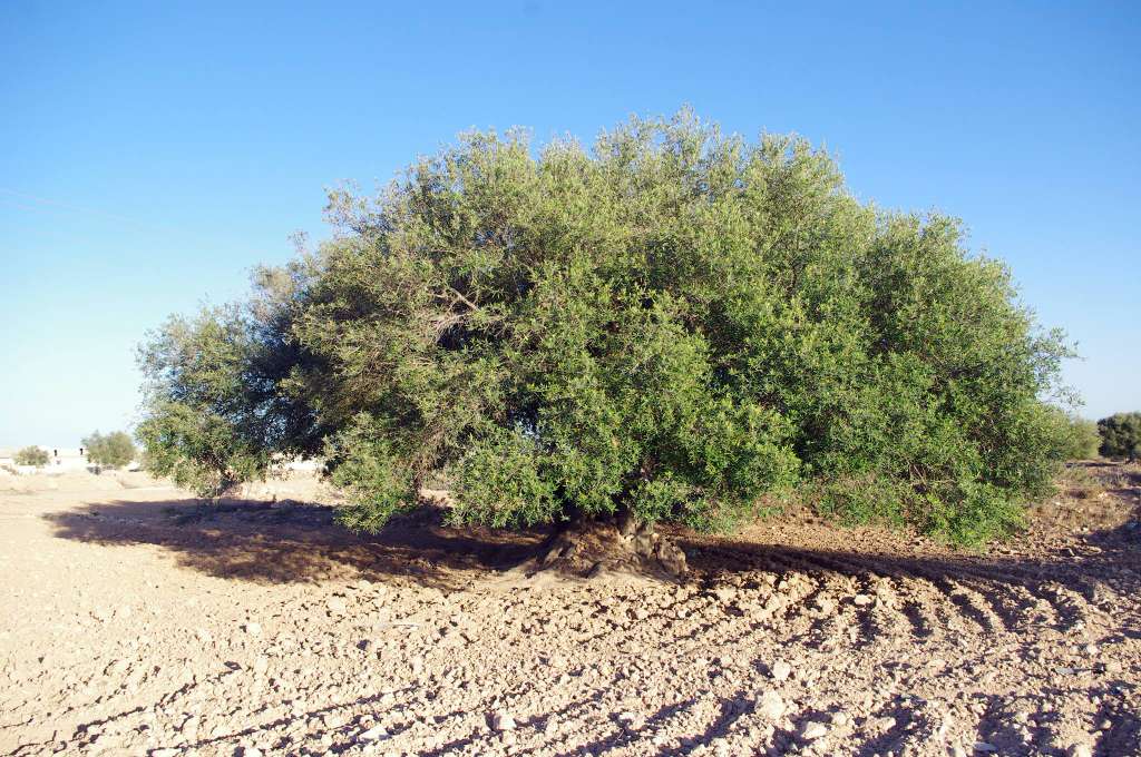 Bilan du secteur agricole en 2024 en Tunisie