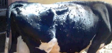 Tunisie – Epidémie de dermatose nodulaire bovine contagieuse… Le point