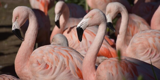 Ain Draham: Tentative de trafic de flamants roses déjouée à destination de l’Algérie