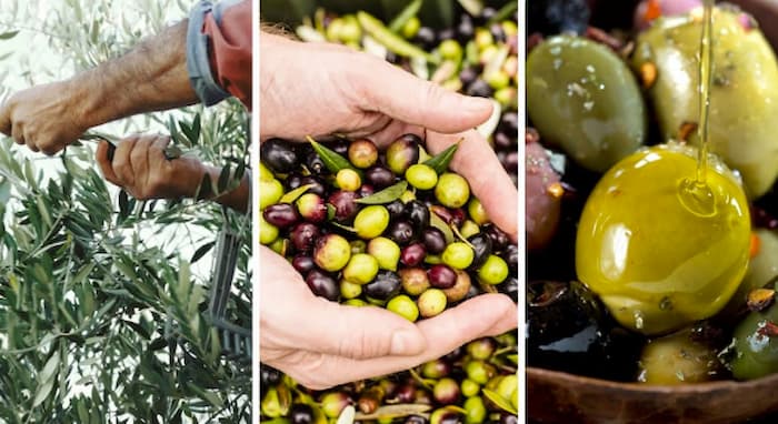 Huile d’olive: Baisse des recettes d’exportation malgré la hausse des quantités exportées (Novembre 2024 – Février 2025)