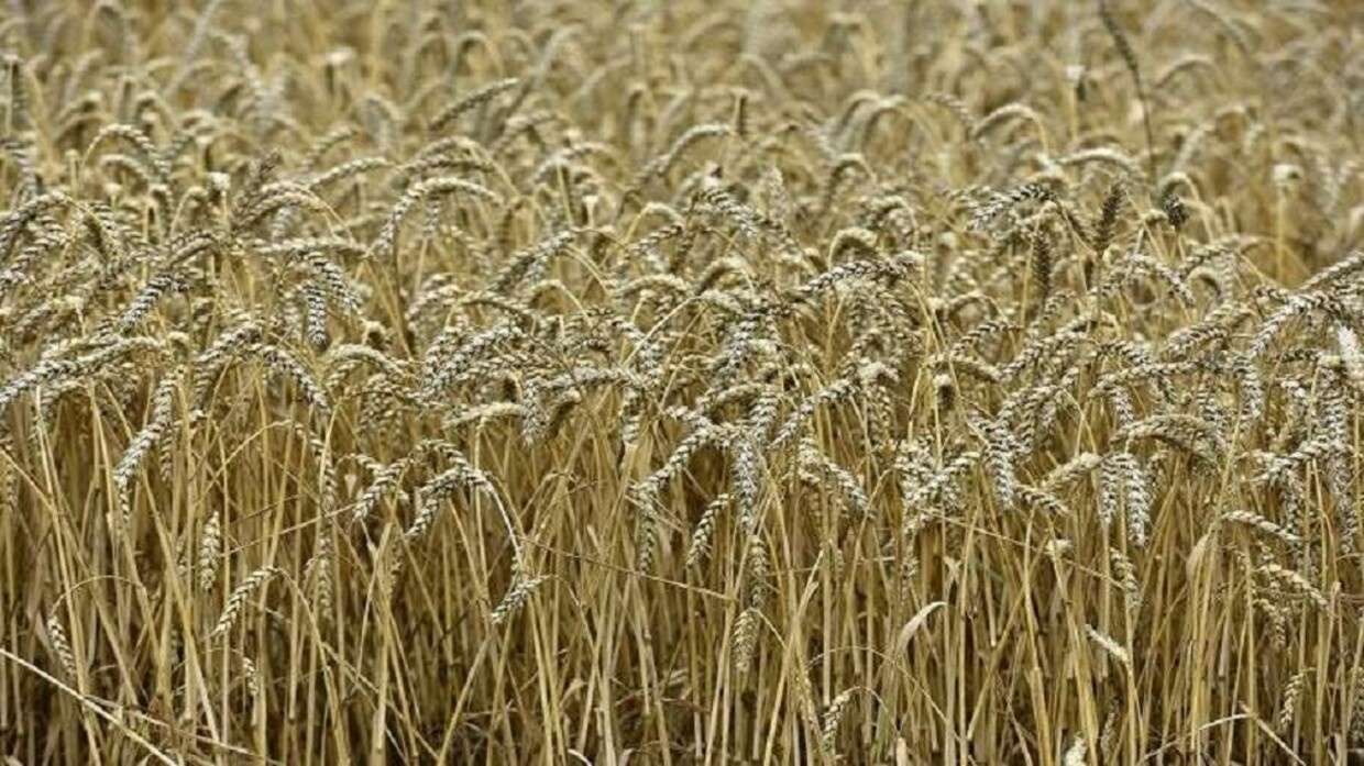 Céréaliculture et climat : Impacts et adaptation